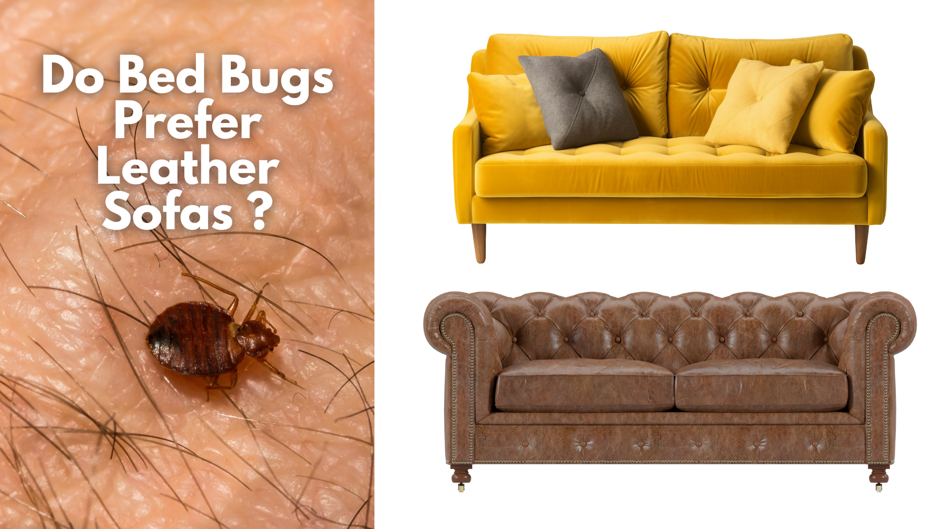 Can Bed Bugs Live on Leather Furniture