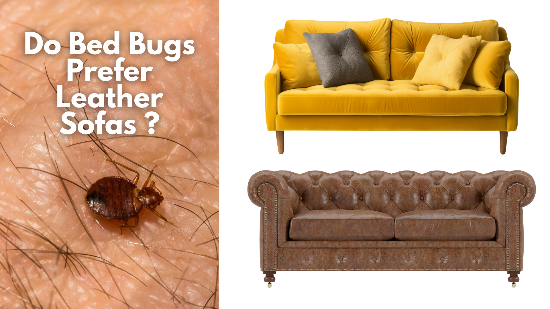 Do Bed Bugs Prefer Leather Sofas Or Fabric Ones?