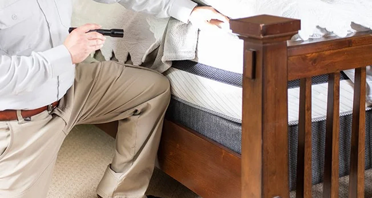 Do Bed Bugs Prefer Wooden Bed Frames? Or Fabric Bed Frames?