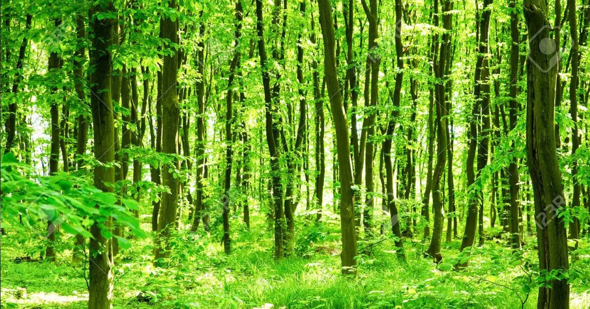 Going Green Always Buy Ecofriendly furniture Buy Picket&Rail