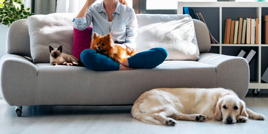 Pet-Friendly Sofa Materials: Finding One For Your Furry Friends