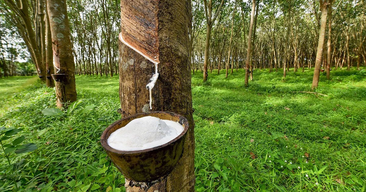 Rubber Wood - Picket&Rail Recommends Eco Friendly Material - Picket&Rail  Custom Furniture Interiors