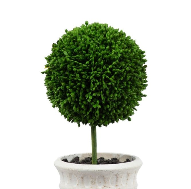 Decorative Plants - Mini Faux Topiaries (29570-CREAM) picket and rail