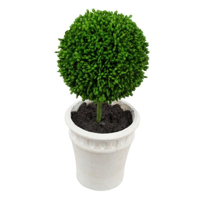 Decorative Plants - Mini Faux Topiaries (29570-CREAM) picket and rail
