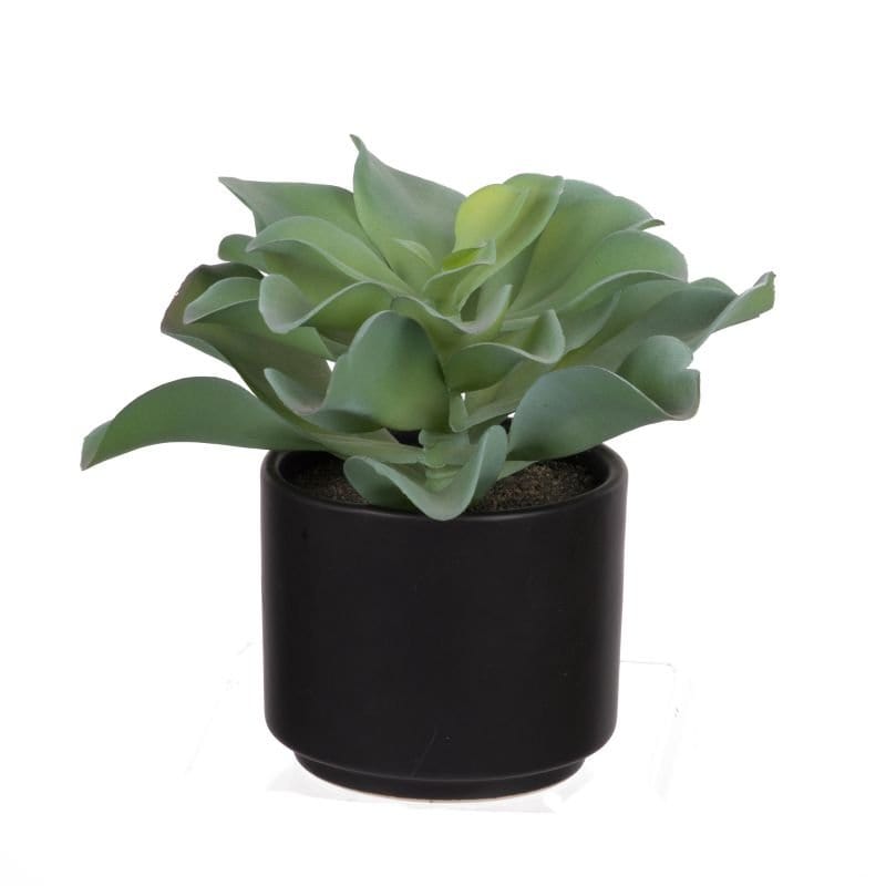 Decorative Plants - Potted Dudelya Succulent (F2637) picket and rail